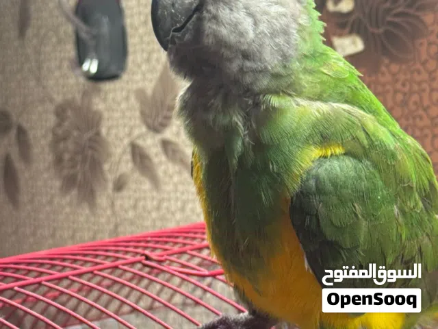 ببغاء سنغالي ب 100و بية مجال