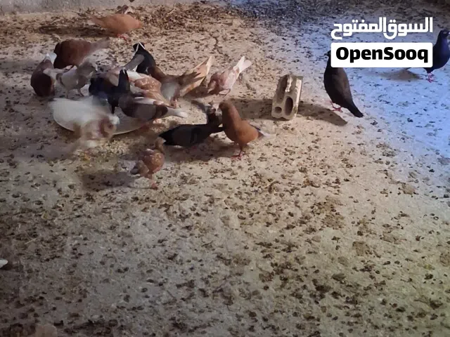 حمام مشكل الطير على دينارين