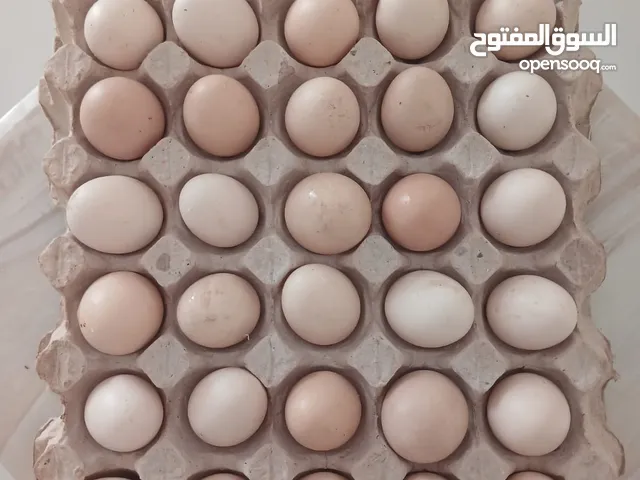 بيض بحريني منزلي  Bahraini eggs