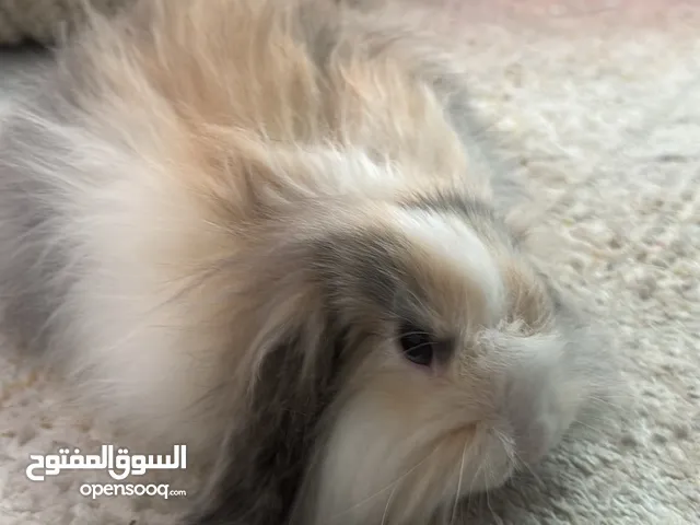 ارنب للبيع صحته زينه مع القفص و اكله