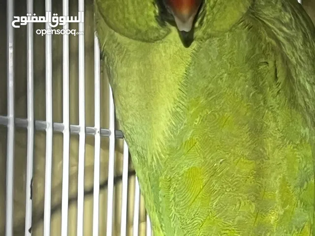 درة ذكر للبيع او للبدل بما يناسب الوصف مهم !