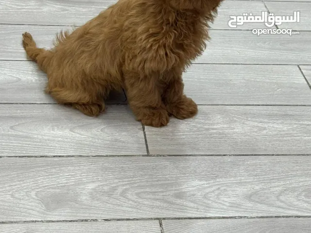 Cavapoo poodle top quality breed