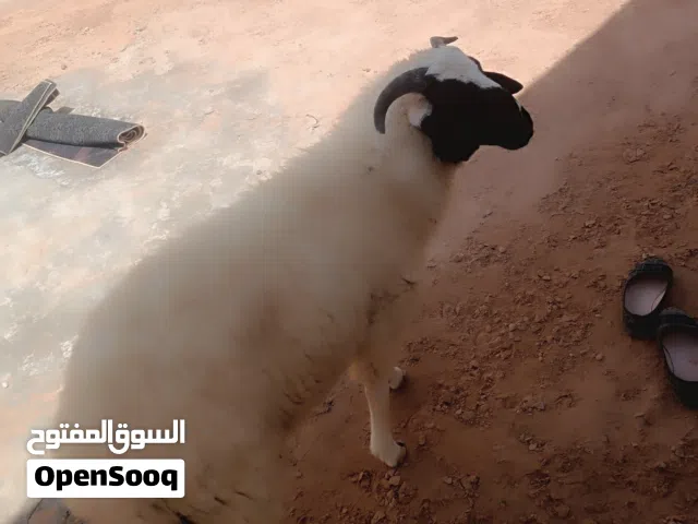 خروف للبيع