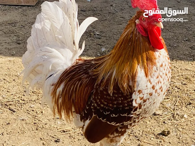 مطلوب دجاج للبيع