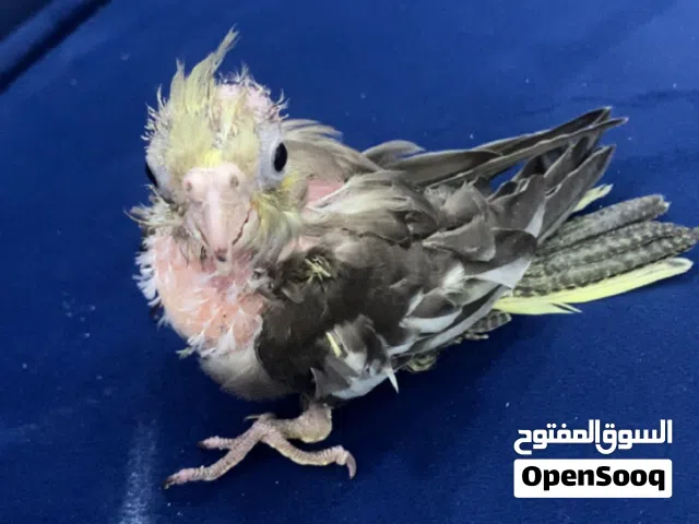 فرخ كوكتيل ب عمر شهر و نص او شهرين تقريبن يقبل غر و يأكل سرلاك مطلوب في 150درهم الجاد يتواصل