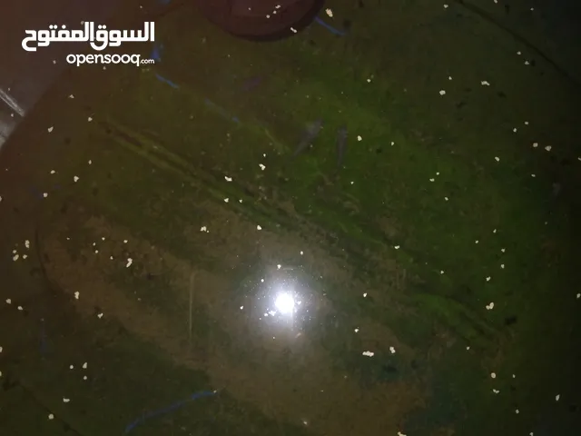 سمگ زينه للبيع