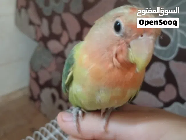 السلام عليكم بركديلو مروض أقرأ الوصف