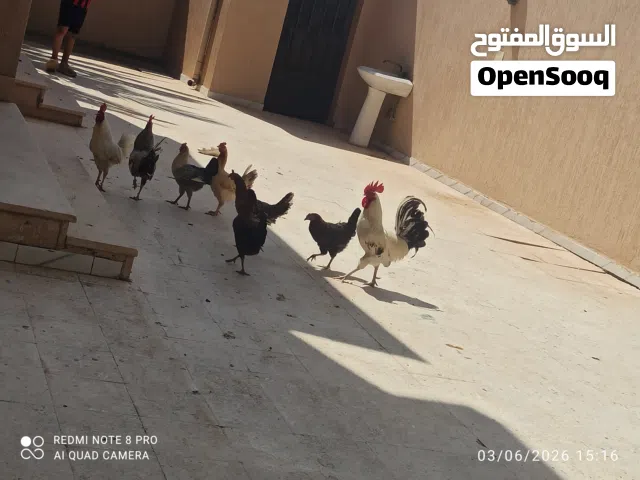 دجاج للبيع