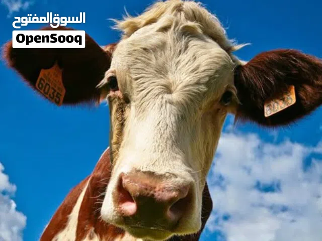بسم الله الرحمن الرحيم  يوجد بقرة أضحية للبيع من مزرعة أبو فندي ارقم موجود بالوصف