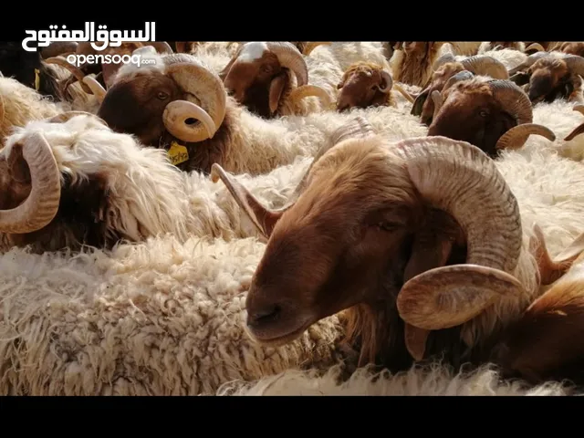 اضاحي وخرفان