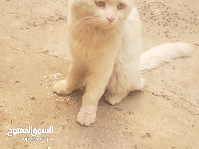 قط شكله شيرازي مش متاكد من نوعه لكن كان قط بيت واليف جدا لكن يبدو اصحابه رجموه للشارع موجود بصنعاء ا