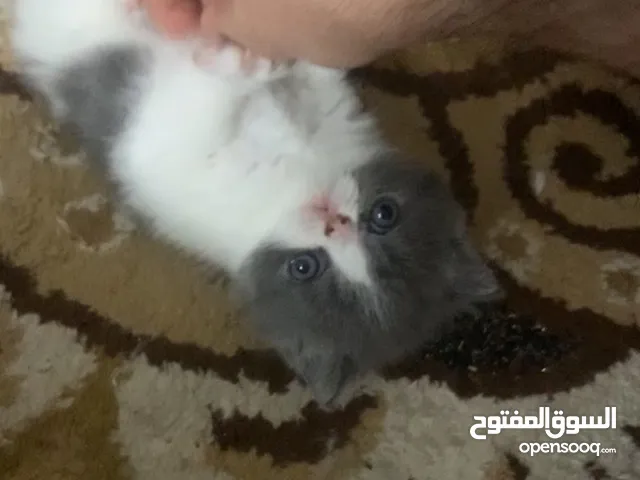 بيرششششن مستوى عالي
