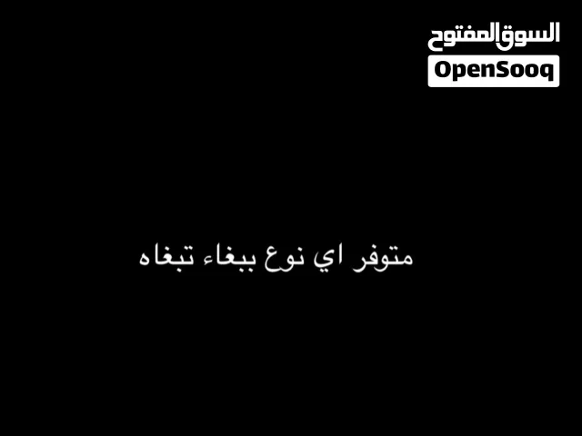 متوفر اي نوع ببغاء تبغاه بافضل سعر