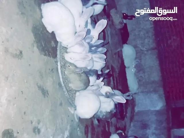 أرانب للبيع كوم 8كبار وفي معشرين  ذكرين و6 إناثي  وموجود 32 صغار بعمر 3 اشهر وشهرين