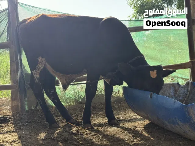 عجل نمساوي