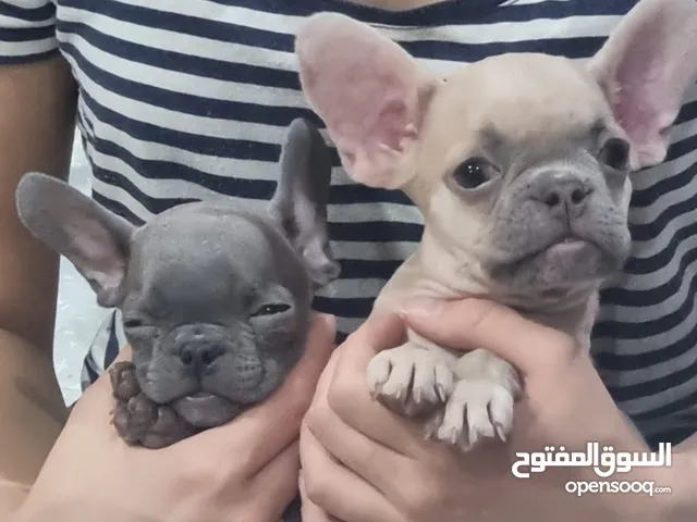 Lovely French bulldog is available