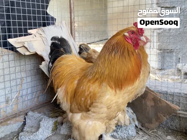 زوج دجاج كوشن للبيع فقط