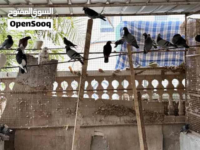 حمام للبيع ب 1 ريال الحبه