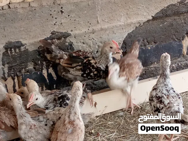 عندي دنداروي مخاليف