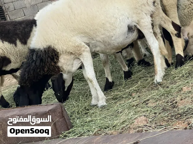 نعجتين جامعات و صغار كسب و لا موس