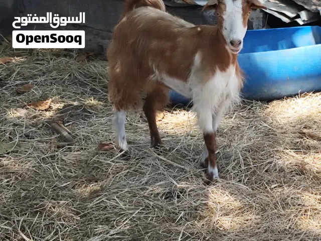 صخله تهجين محلي سمين ماشاء الله