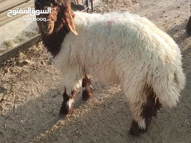 للبيع ذبايح محلي نعيم