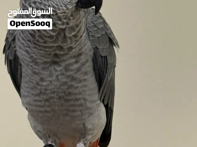 African Grey Parrot for Adoption