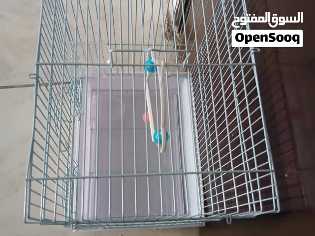 قفص  عصفور جديد