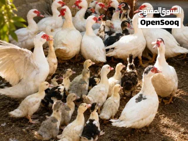 بيع بط مصري منتجات +صيصان بط مصري