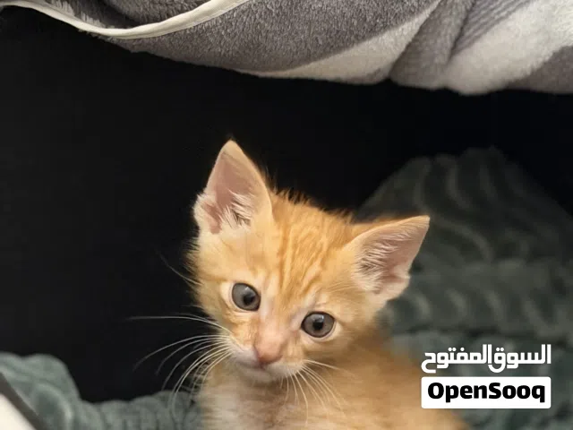 Lovely and Playful Kitten Up Seeking a Forever Home [ Free Adoption ]