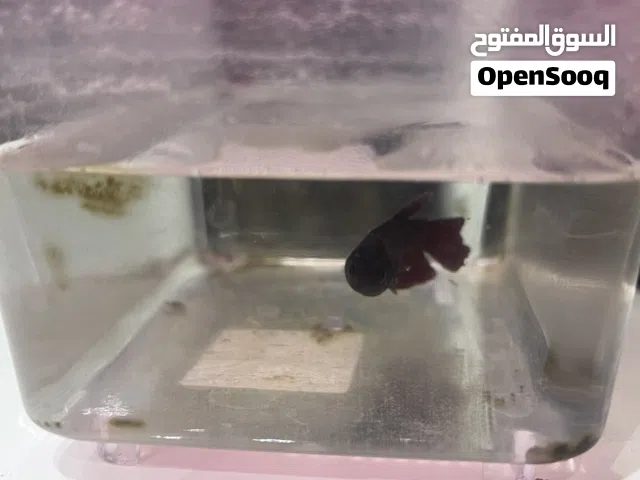 سمك للبيع الثنين بي 4 مع الاكل
