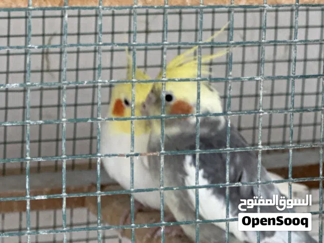زوج روز وزوج كوكتيل وزوج البادجي مع اولاده وذكر روز