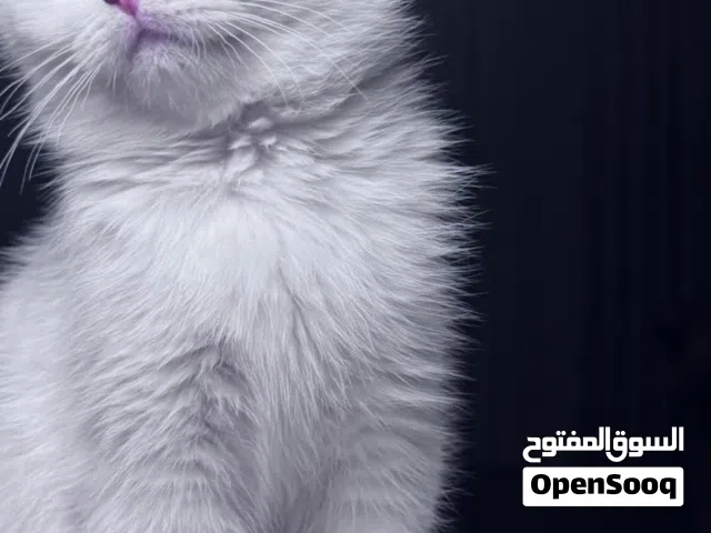 للبيع قطوتين سكوتش فولد لونق هير ذكرين العمر 5 شهور