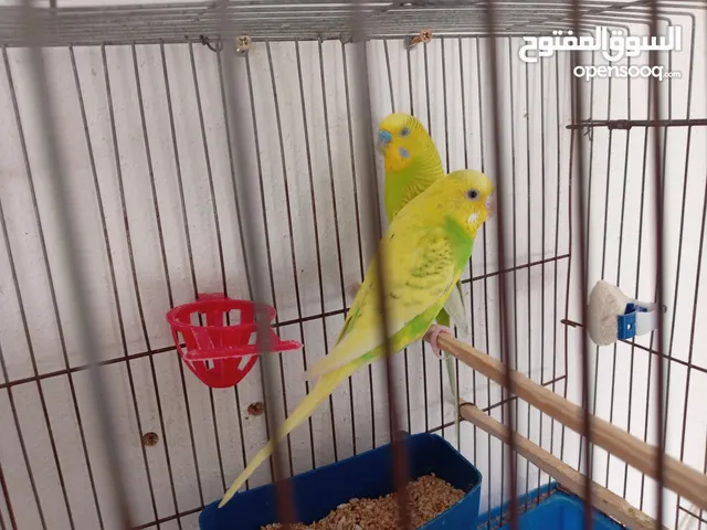 جوز كنار ذكر جزري و أنثى ليموني جوز حب تحتو 4 فراخ