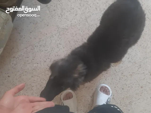 جيرمن شيبرد انثى للبيع