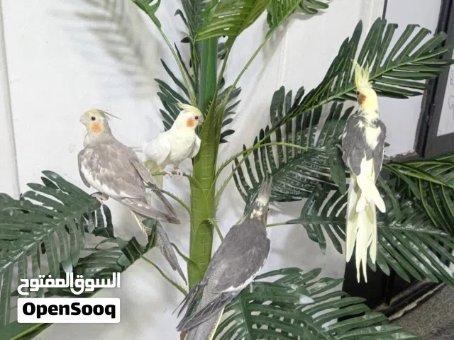 كوكتيل أليف