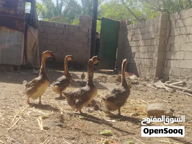 وز بلغاري للبيغ