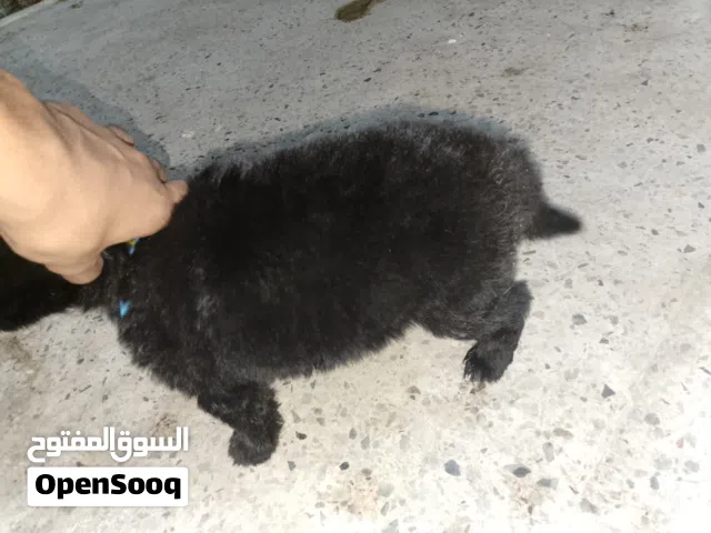 اجمد جروايه رويال بلاك بطله