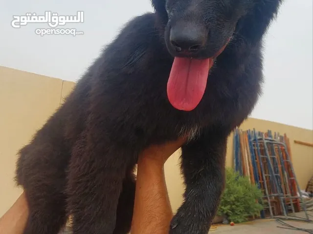 للبيع جيرمن شيبر لونج هير شولاين و رويل بلاك