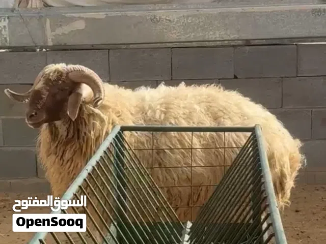 للبيع كبش نعيمي بلدي العمر سنه ونص كله لحم بدون امراض متوفر توصيل مجاني لجميع المناطق للتواصل وتساب