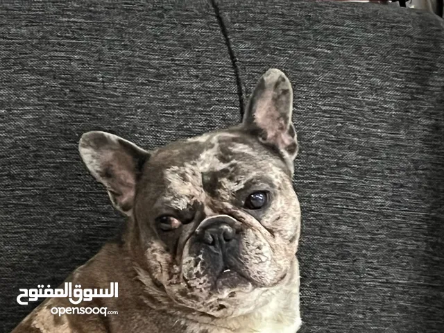 frence bulldog