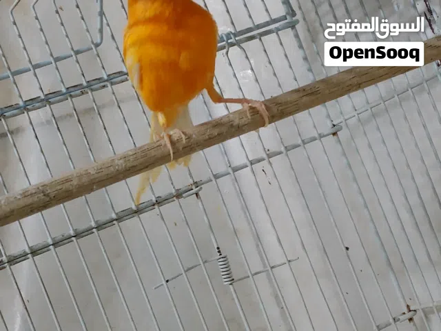 عصافير كناري
