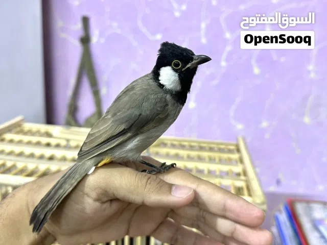 بلبل مخلف اليف طينة مع قفص بصراوي جديد / اقرأ الوصف