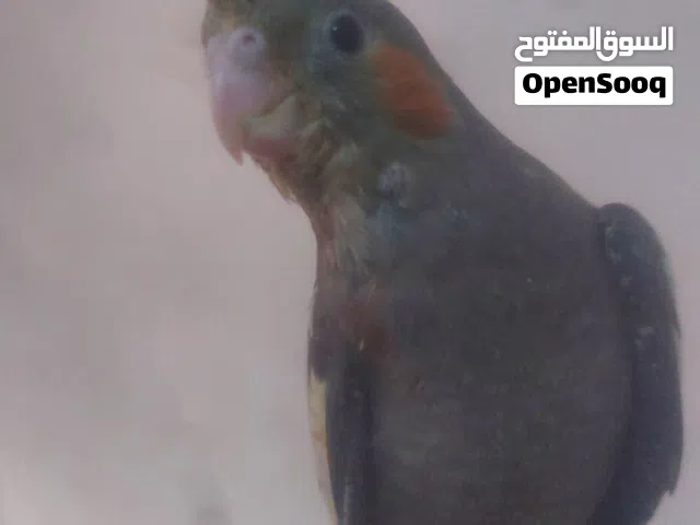 ببغاء كوكتيل ترويض فل اقرا الوصف ومعاه زيبرا هدية