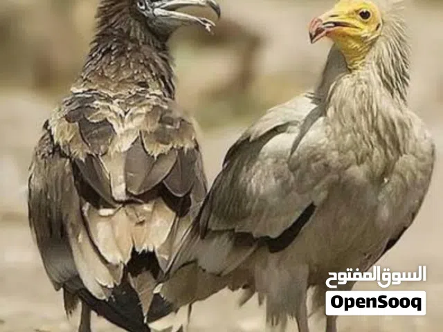 مطلوب جوارح بكافة انواعها