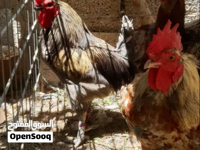 6 طروف فروج للبيع جمله