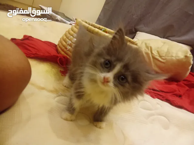 قط صغير تقريبن عمره 5 اسابيع لعووب جدا ولطيف ويعرف يسوي **** في تراب الخاص فيه ويتعام سريع ماشاءالله