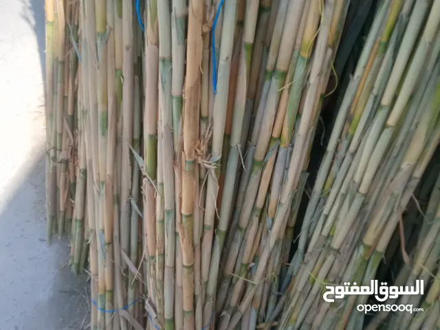 قصيب لدعم الشتال ولمعرشات موجود كميات كبيرة