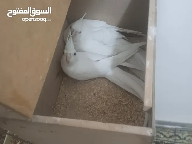 بسم الله ما شاء الله طيور كامل للبيع البيع كامل اقرا الوصف جيدا