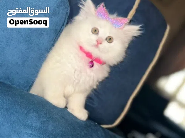 قط نوع عالي نضيفه جدا